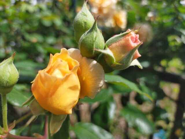 f:id:bluemoonbell:20250516114343j:image