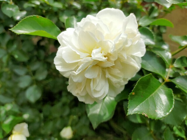 f:id:bluemoonbell:20250516114412j:image