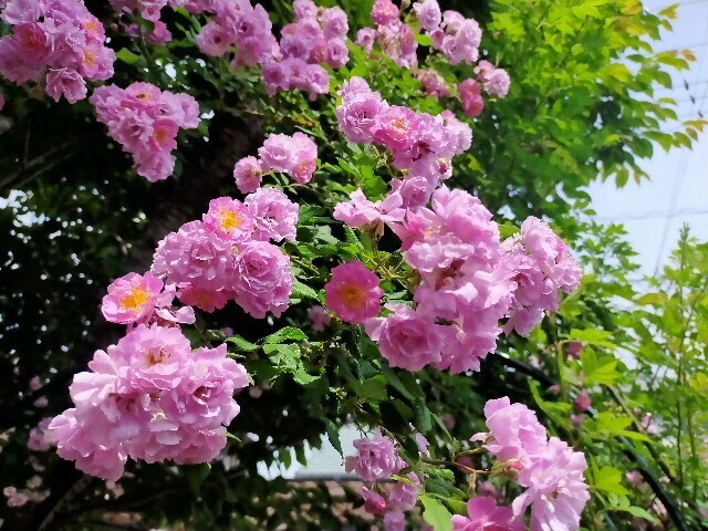 f:id:bluemoonbell:20250516114448j:image