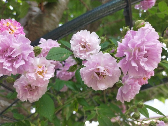 f:id:bluemoonbell:20250516114513j:image