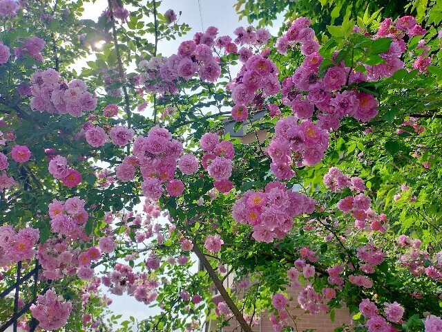 f:id:bluemoonbell:20250516114629j:image