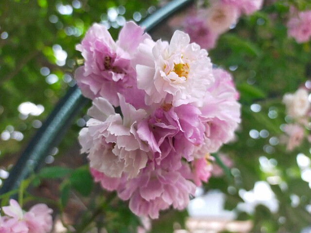 f:id:bluemoonbell:20250516215132j:image
