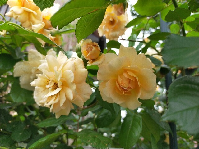 f:id:bluemoonbell:20250518161032j:image
