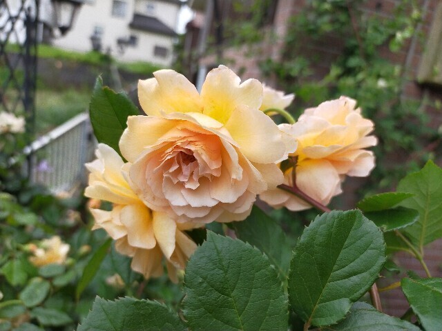 f:id:bluemoonbell:20250519152328j:image