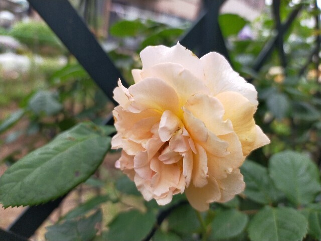 f:id:bluemoonbell:20250519152341j:image