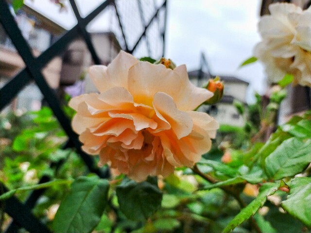f:id:bluemoonbell:20250519152355j:image