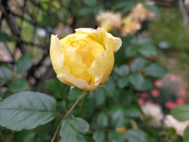 f:id:bluemoonbell:20250519152437j:image