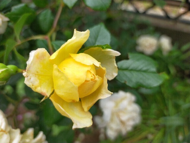 f:id:bluemoonbell:20250519152448j:image