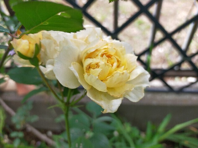 f:id:bluemoonbell:20250519152500j:image