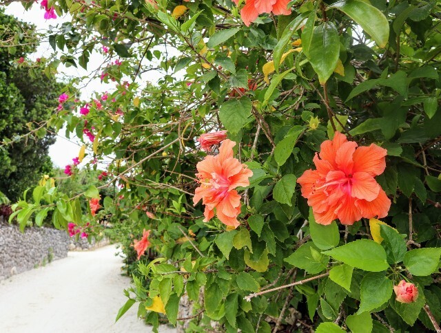 f:id:bluemoonbell:20250524150422j:image