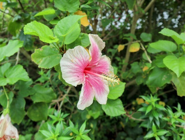 f:id:bluemoonbell:20250622115020j:image