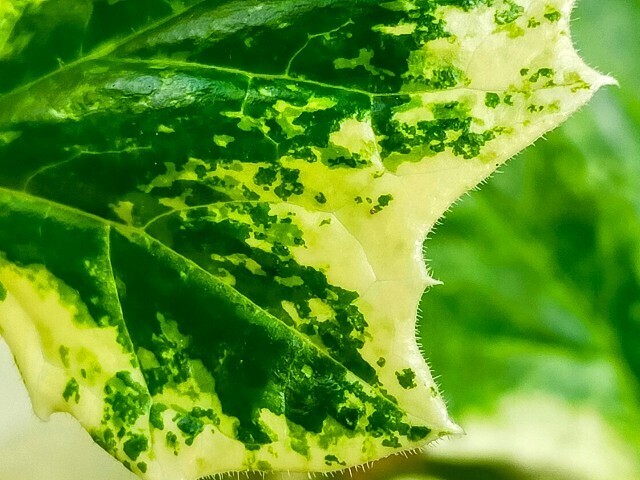 f:id:bluemoonbell:20250625144225j:image