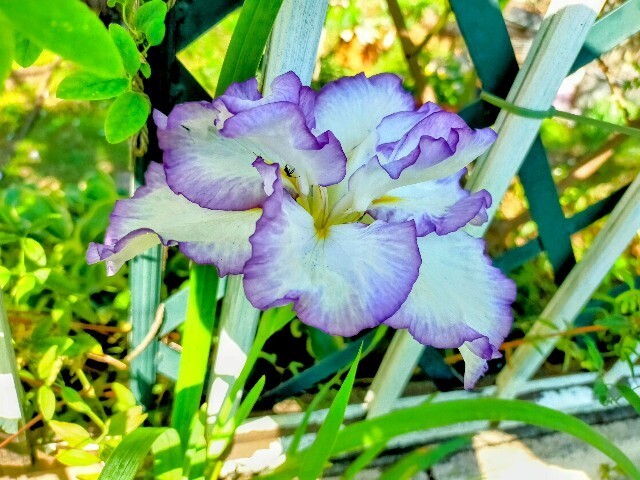 f:id:bluemoonbell:20250625145346j:image