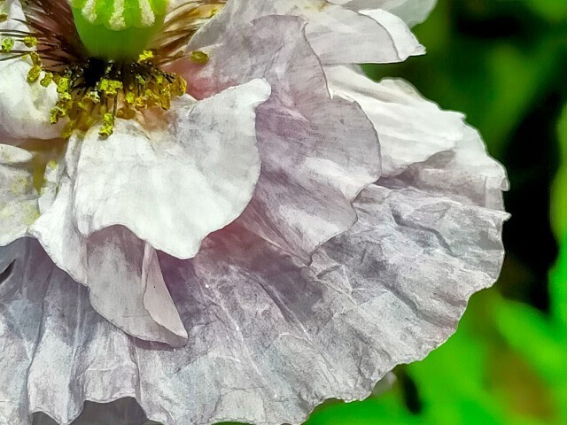 f:id:bluemoonbell:20250626143817j:image