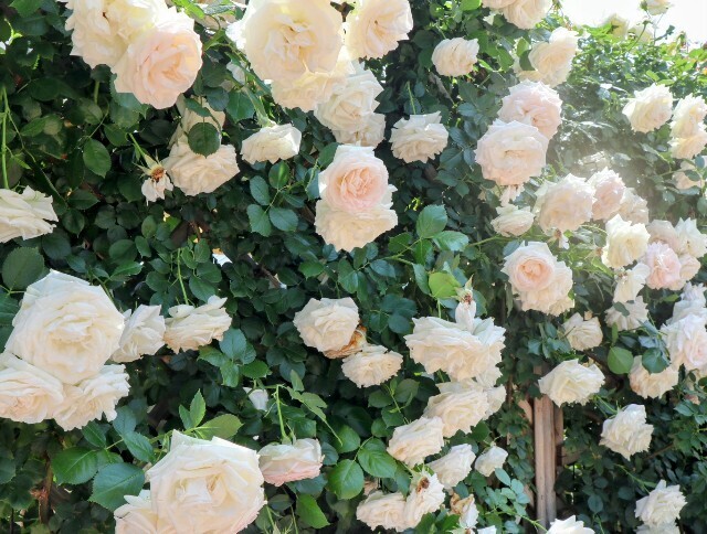 f:id:bluemoonbell:20250703142829j:image