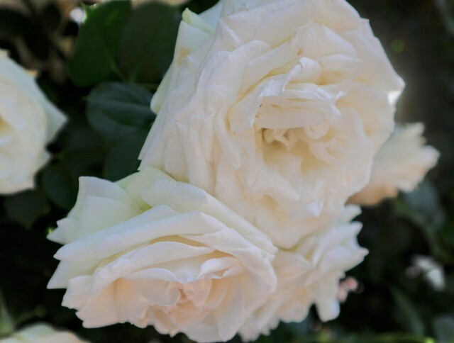 f:id:bluemoonbell:20250703142837j:image