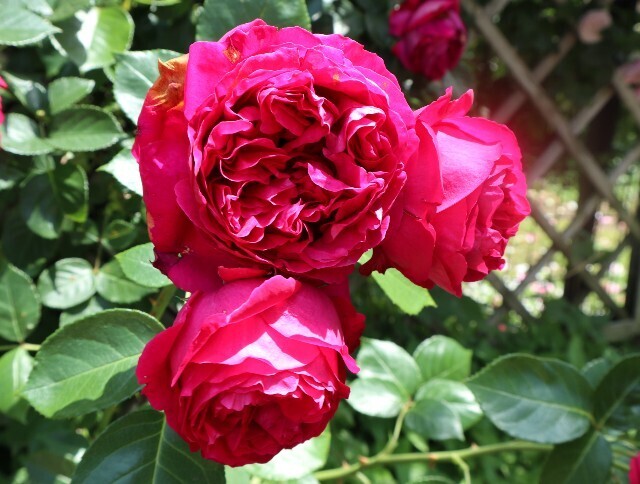 f:id:bluemoonbell:20250703142915j:image