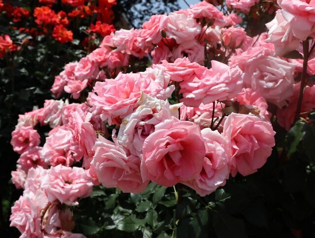 f:id:bluemoonbell:20250703142941j:image