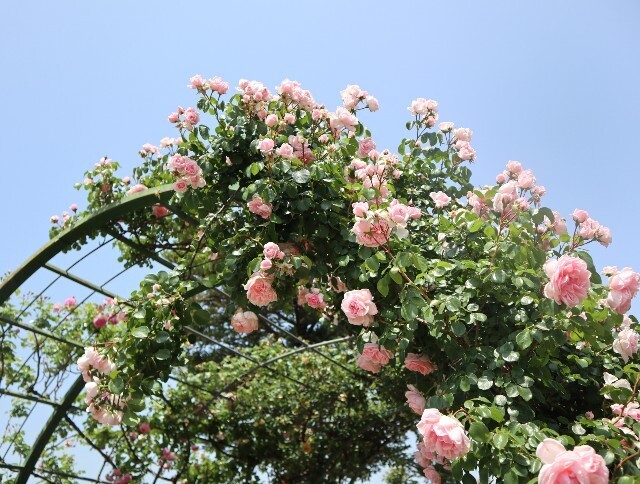 f:id:bluemoonbell:20250703143015j:image