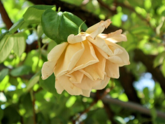 f:id:bluemoonbell:20250703143132j:image