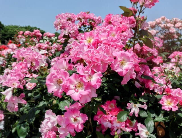 f:id:bluemoonbell:20250703143341j:image