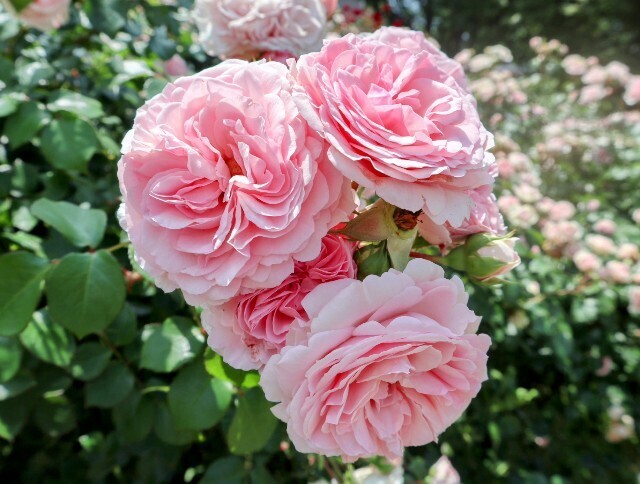 f:id:bluemoonbell:20250703143351j:image