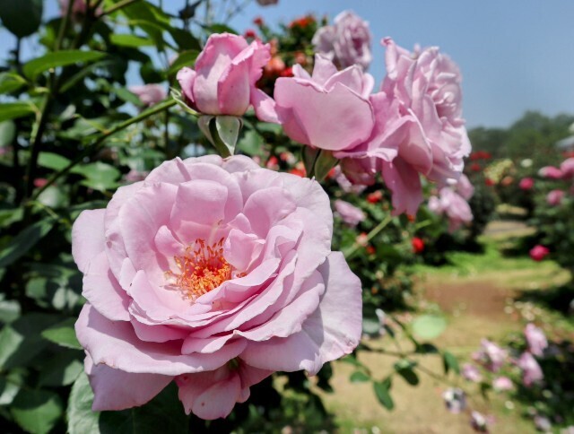 f:id:bluemoonbell:20250703143400j:image