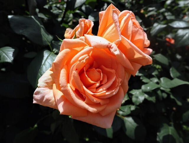 f:id:bluemoonbell:20250703143407j:image