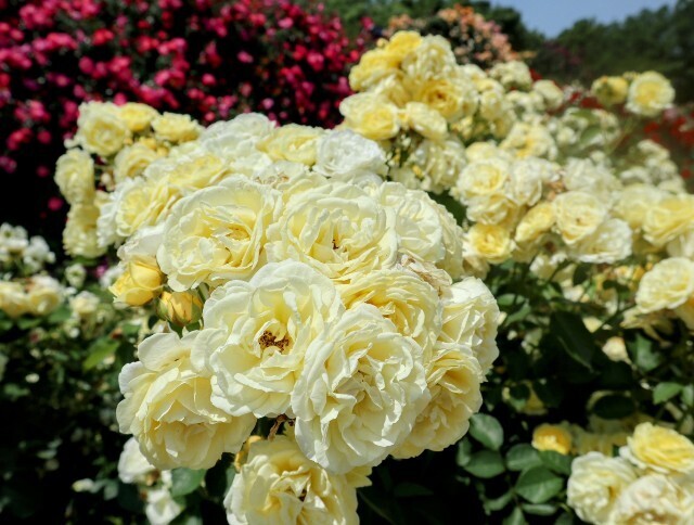 f:id:bluemoonbell:20250703143414j:image