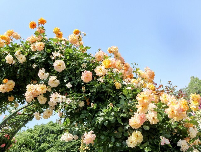 f:id:bluemoonbell:20250703143422j:image