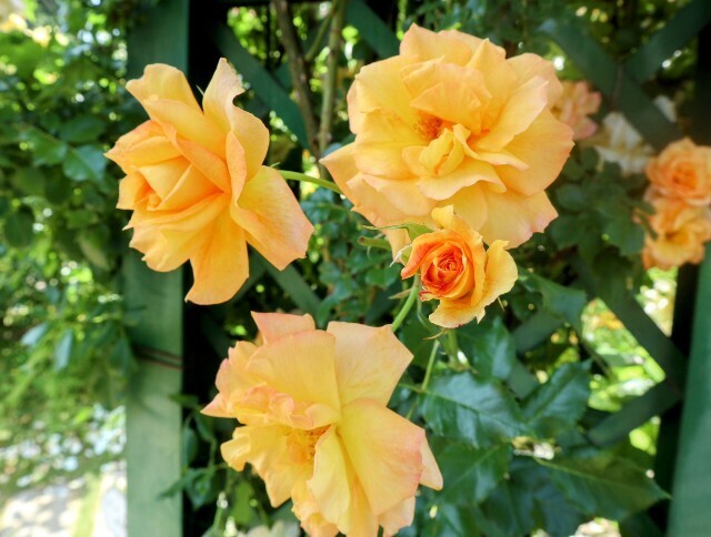 f:id:bluemoonbell:20250703143431j:image