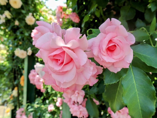 f:id:bluemoonbell:20250703143738j:image
