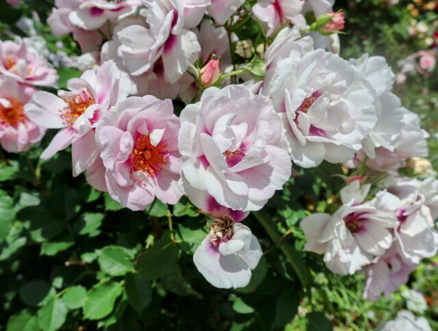 f:id:bluemoonbell:20250703143753j:image