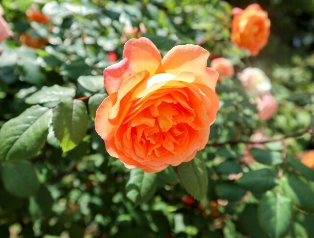 f:id:bluemoonbell:20250703143802j:image