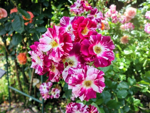 f:id:bluemoonbell:20250703143809j:image