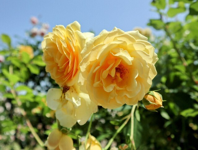 f:id:bluemoonbell:20250703143818j:image