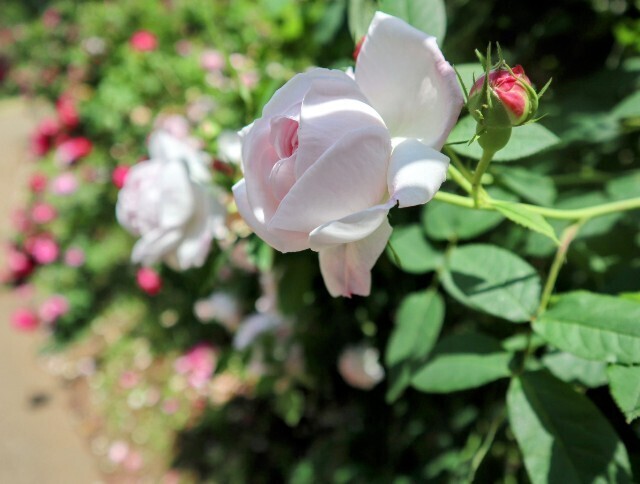 f:id:bluemoonbell:20250707105435j:image