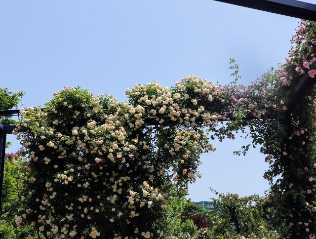 f:id:bluemoonbell:20250707105451j:image