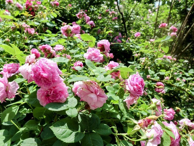 f:id:bluemoonbell:20250707105745j:image