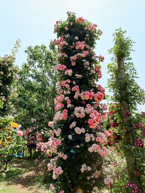 f:id:bluemoonbell:20250707105805j:image