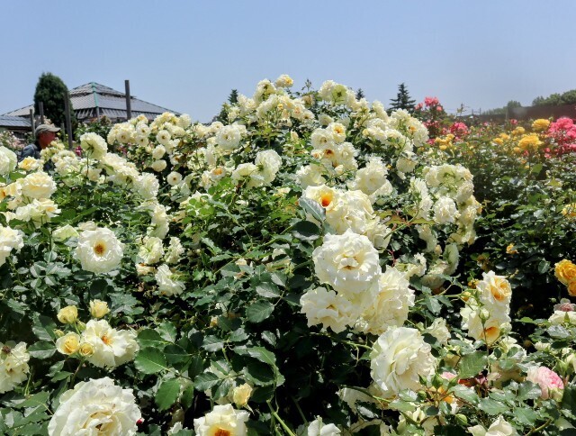 f:id:bluemoonbell:20250707110050j:image