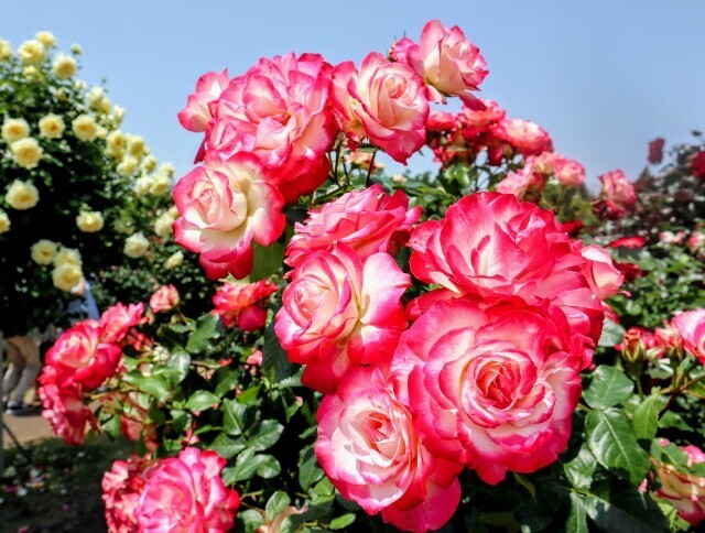 f:id:bluemoonbell:20250707110058j:image