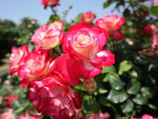 f:id:bluemoonbell:20250707110105j:image
