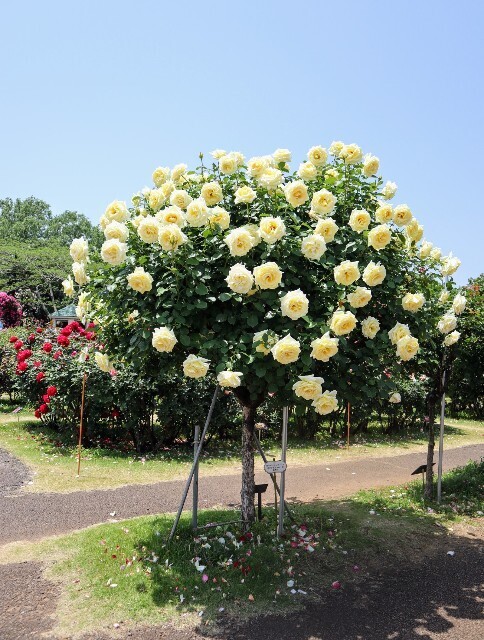 Boochan8　8点+おまけ5点　ヨーロッパ　バラ園のある中庭他計8点 城のバラ庭園_夕方(fan06a-garden_e) - CLIP STUDIO ASSETS