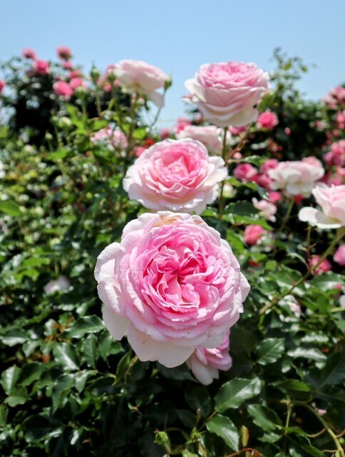 f:id:bluemoonbell:20250707110252j:image