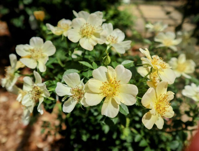 f:id:bluemoonbell:20250707110300j:image