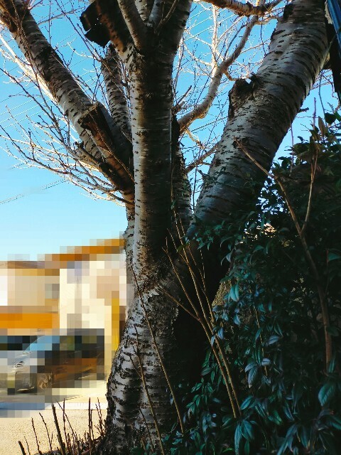 f:id:bluemoonbell:20251229175542j:image