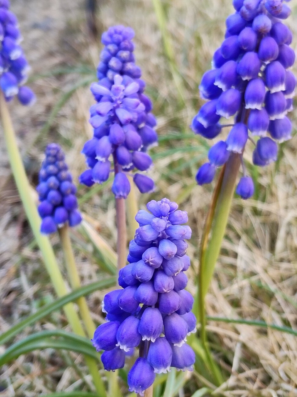 f:id:bluemoonbell:20260405130929j:image