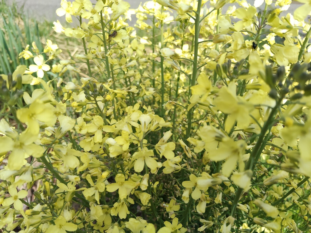 f:id:bluemoonbell:20260405130937j:image