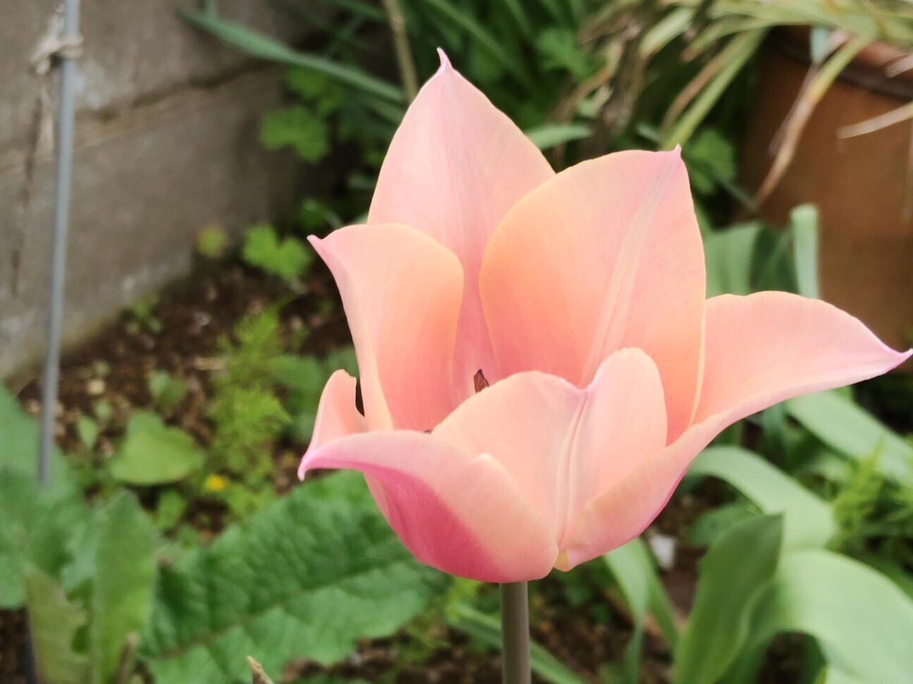 f:id:bluemoonbell:20260405130945j:image